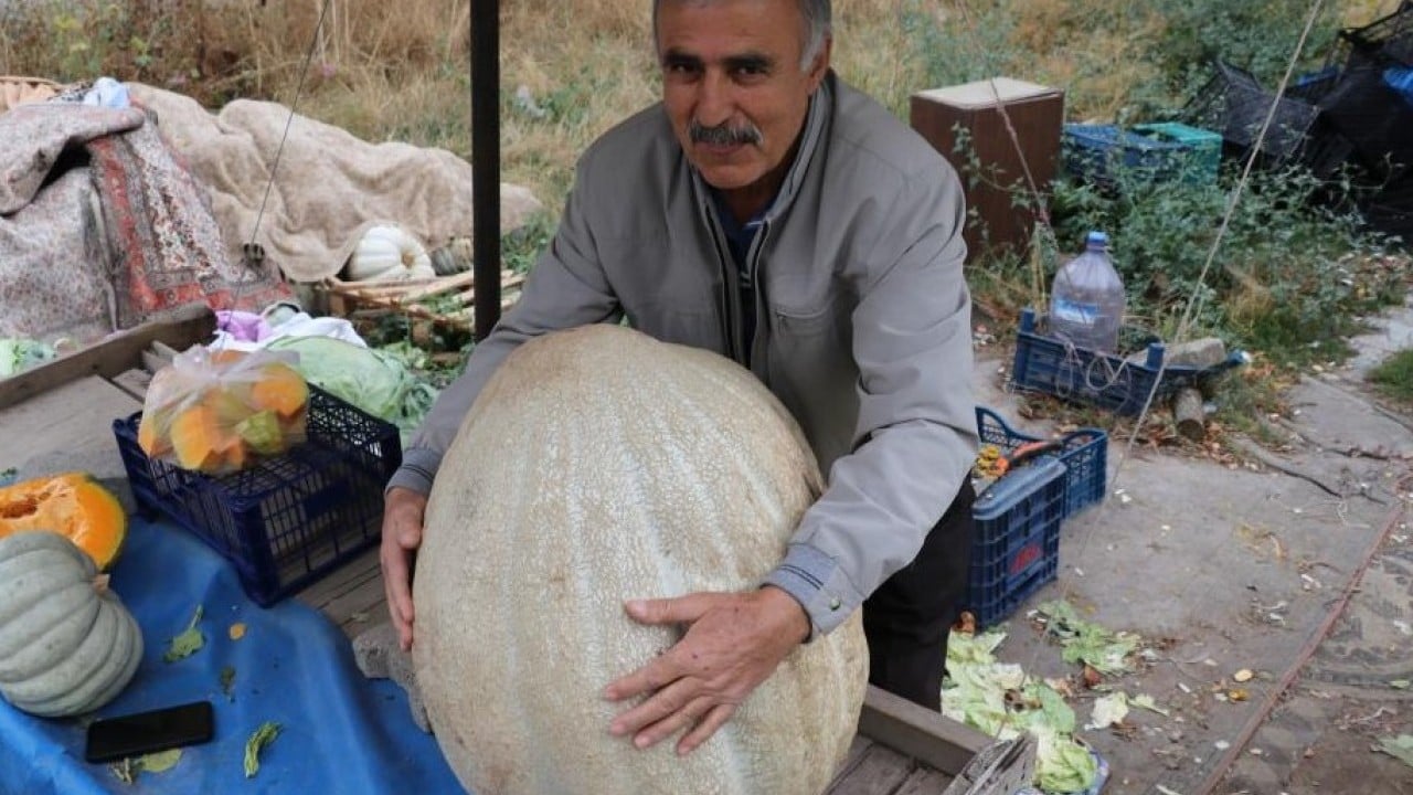 Foto - Kilosunu öğrenince şaşıracaksınız! Ata tohumu kabak ilgi odağı oldu