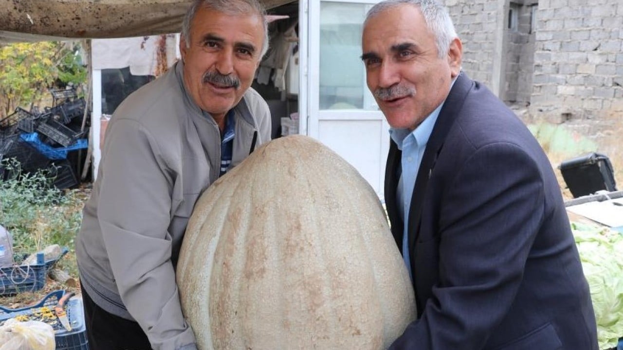 Foto - Kilosunu öğrenince şaşıracaksınız! Ata tohumu kabak ilgi odağı oldu