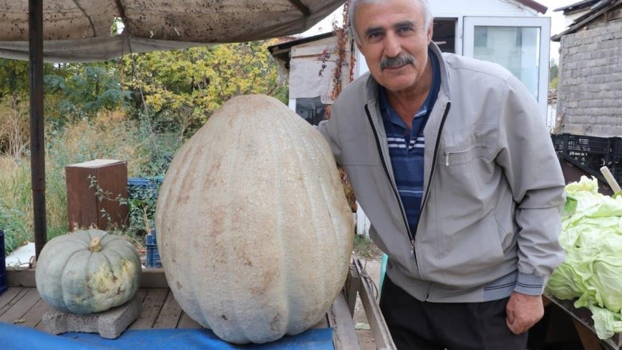 Foto - Kilosunu öğrenince şaşıracaksınız! Ata tohumu kabak ilgi odağı oldu