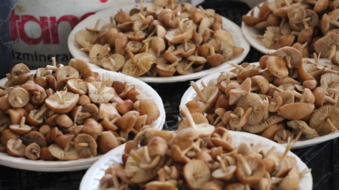 Foto - Kilosunun fiyatı 400 TL! Ormandan kova kova toplayıp sattılar