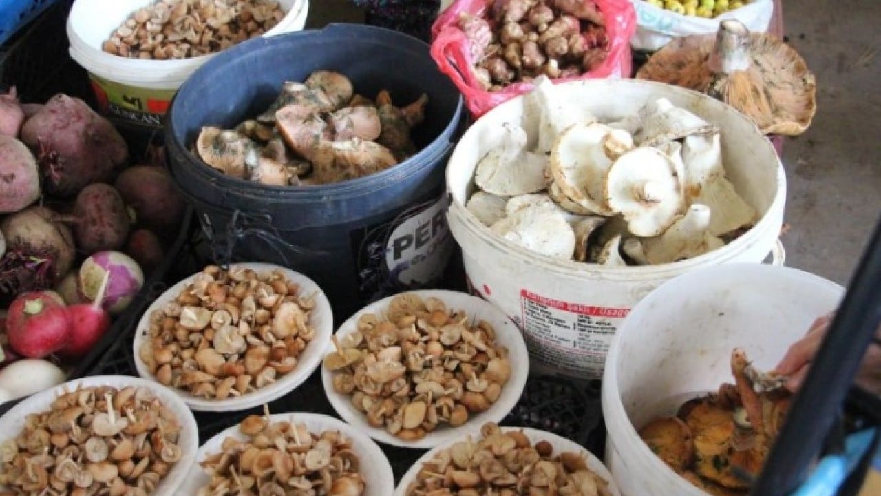 Foto - Kilosunun fiyatı 400 TL! Ormandan kova kova toplayıp sattılar