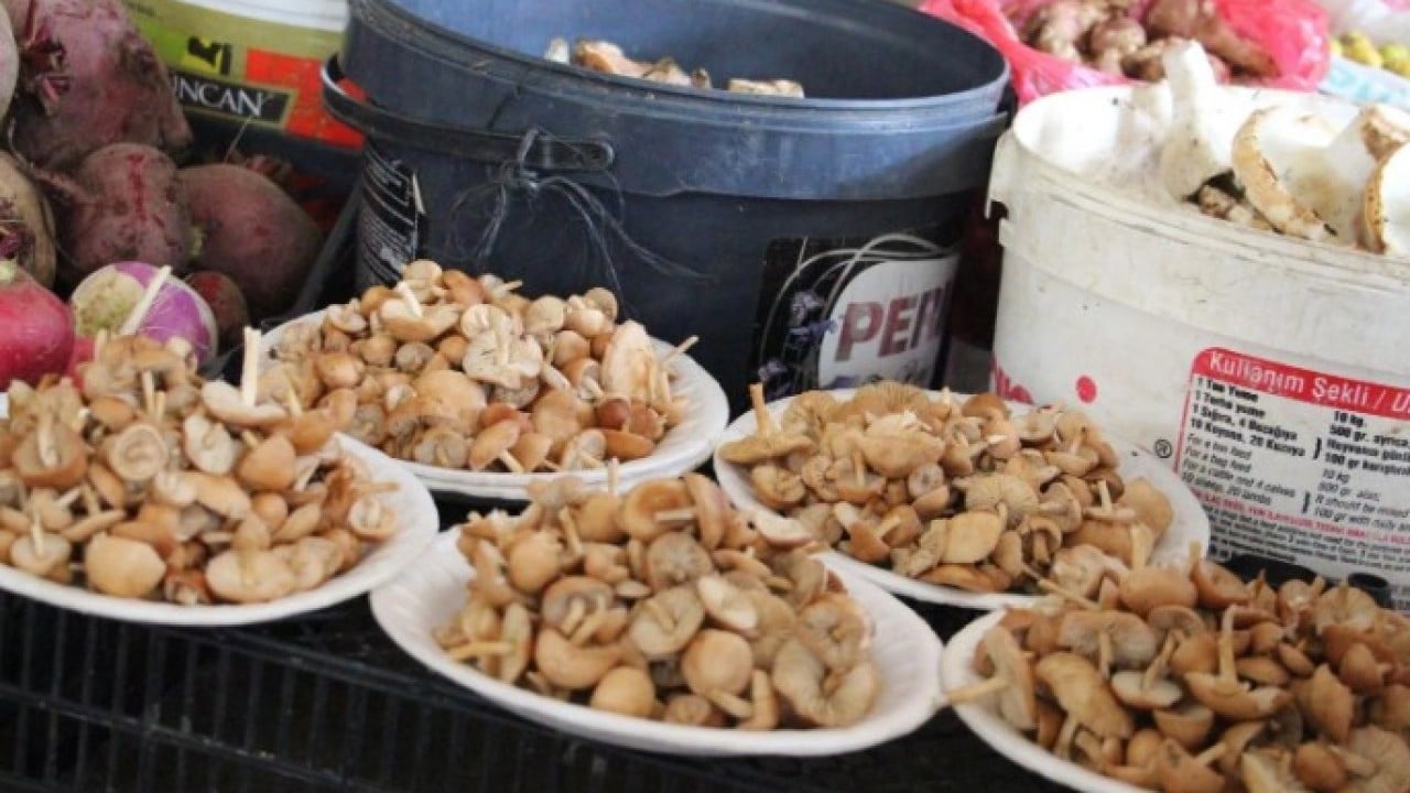 Foto - Kilosunun fiyatı 400 TL! Ormandan kova kova toplayıp sattılar