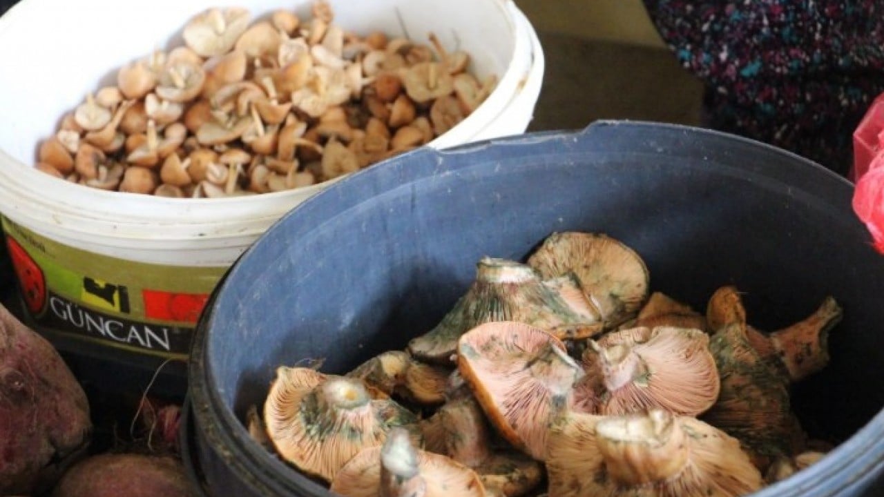 Kilosunun fiyatı 400 TL! Ormandan kova kova toplayıp sattılar