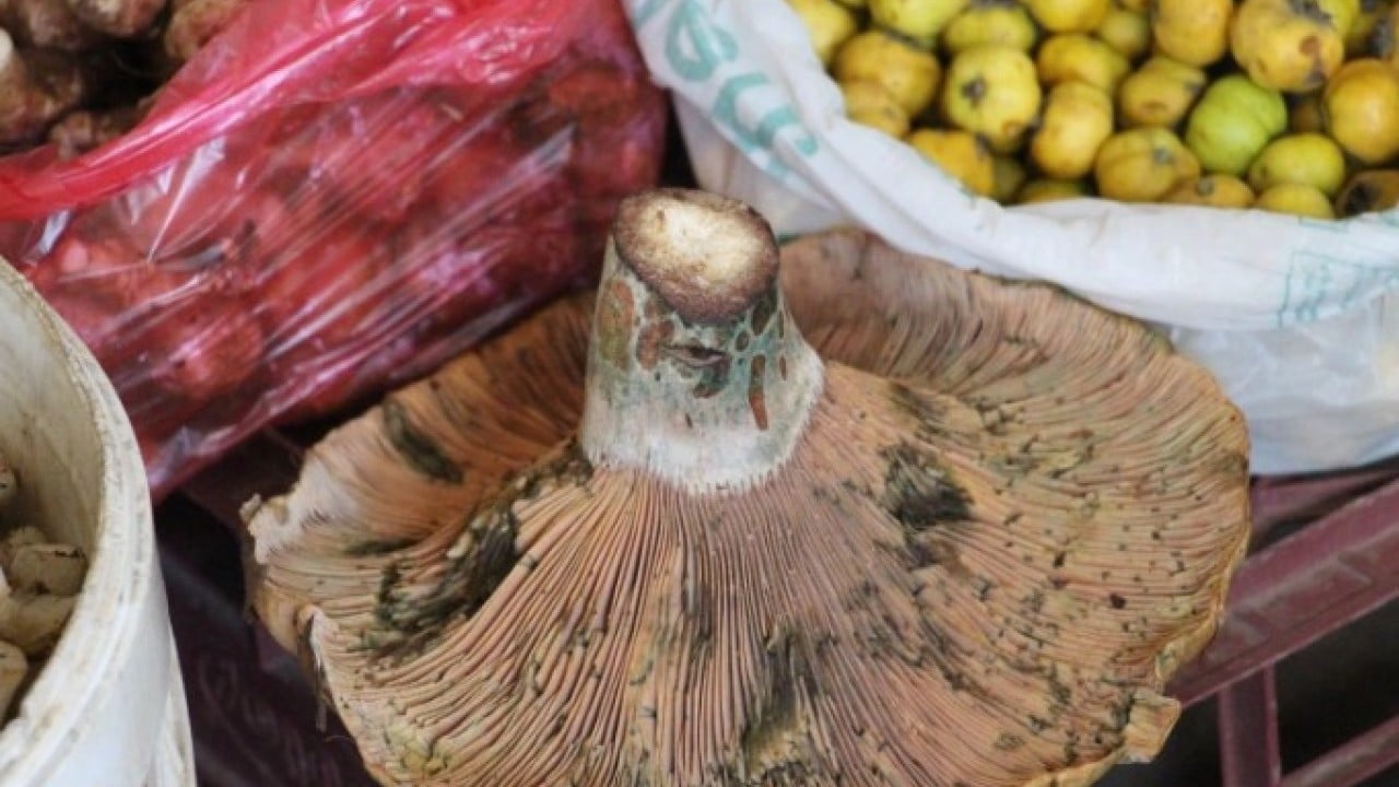 Foto - Kilosunun fiyatı 400 TL! Ormandan kova kova toplayıp sattılar