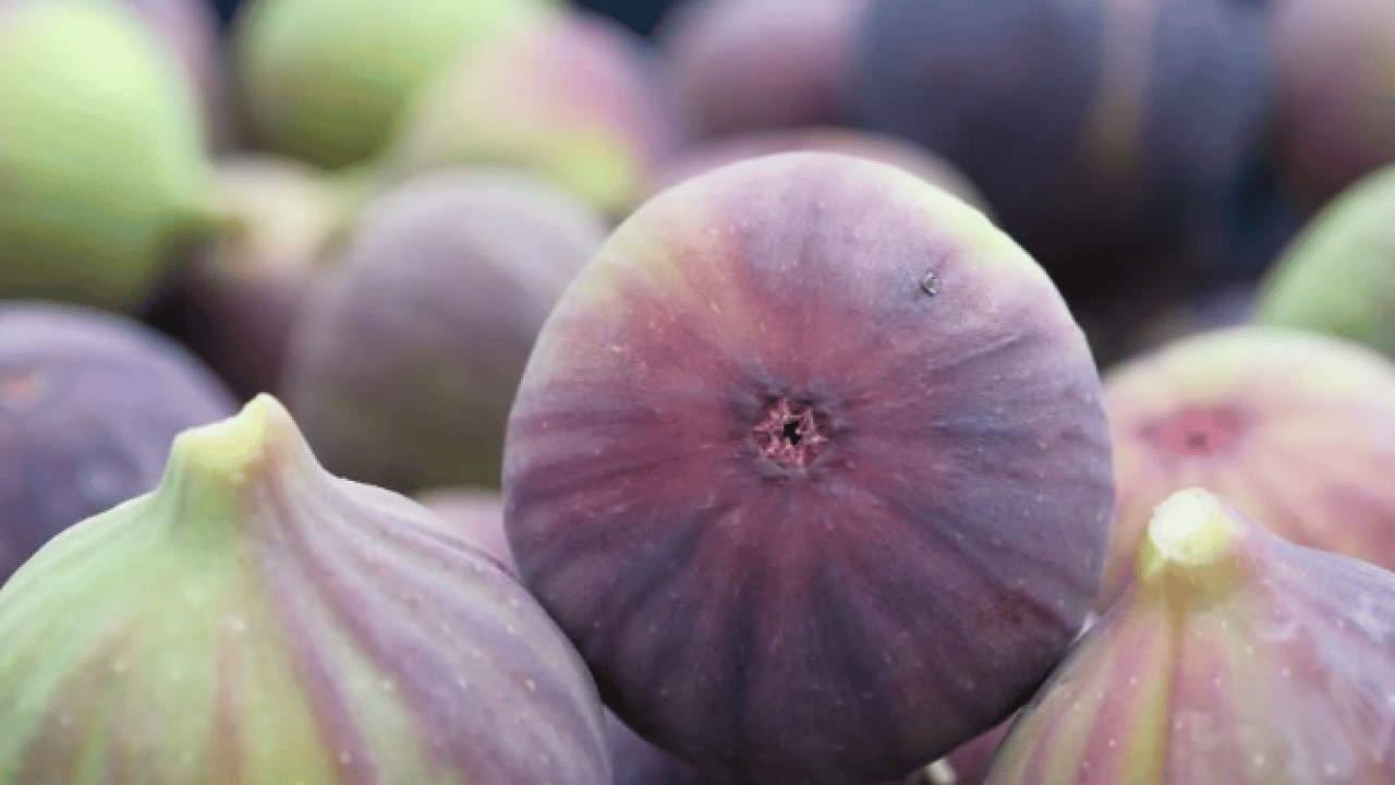 Foto - Kilosunun fiyatı yüzleri güldürdü! ‘Bursa Karası'na yurt dışından yoğun talep