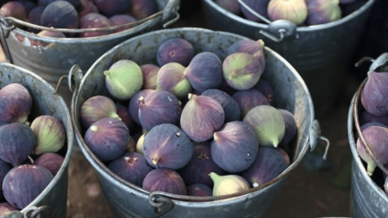 Foto - Kilosunun fiyatı yüzleri güldürdü! ‘Bursa Karası'na yurt dışından yoğun talep