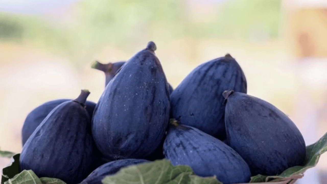 Foto - Kilosunun fiyatı yüzleri güldürdü! ‘Bursa Karası'na yurt dışından yoğun talep