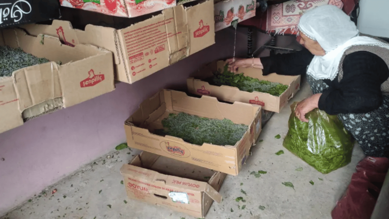 Foto - Kimsenin ilgilenmediği meslek geri döndü! Bir aile 40 günde 350 bin lira kazanabilir!