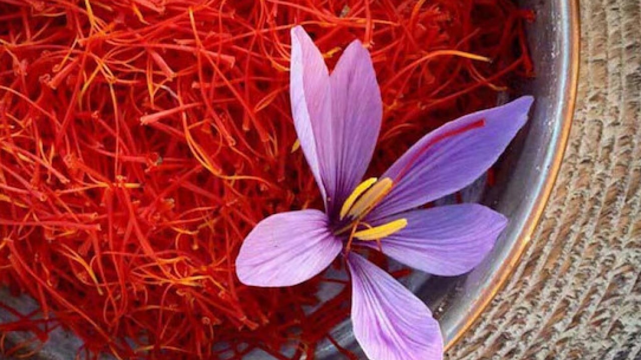 Foto - 'Kırmızı altın' hasadı başladı: Gramı 600 TL'den satılıyor!