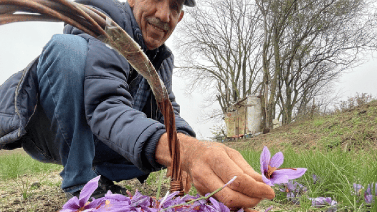 'Kırmızı altın' hasadı başladı: Gramı 600 TL'den satılıyor!