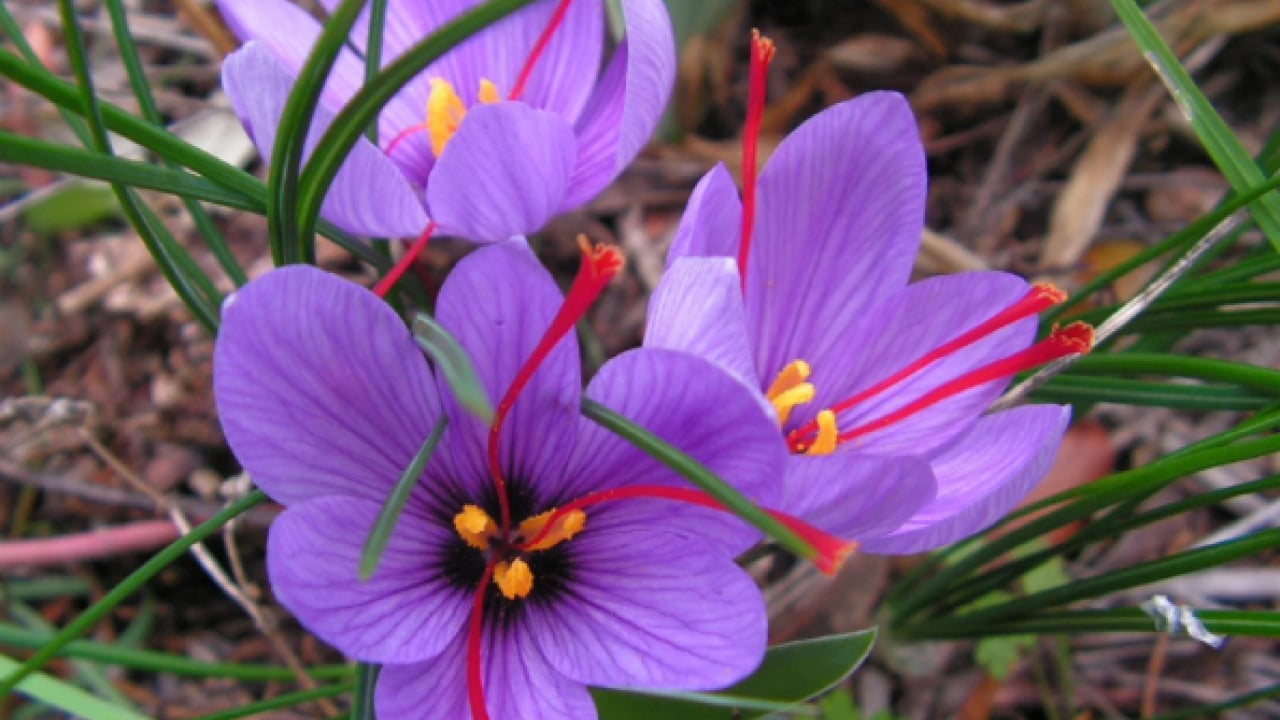 Foto - 'Kırmızı altın' hasadı başladı: Gramı 600 TL'den satılıyor!