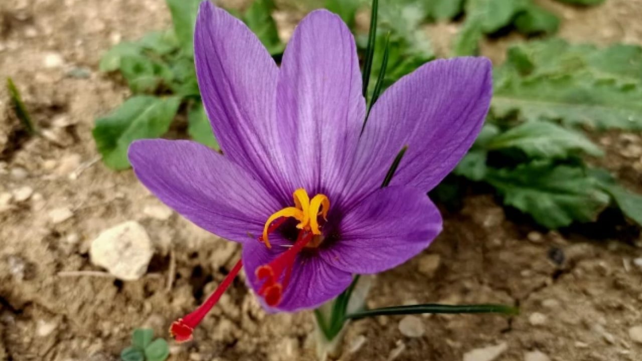 Foto - 'Kırmızı altın' hasadı başladı: Gramı 600 TL'den satılıyor!