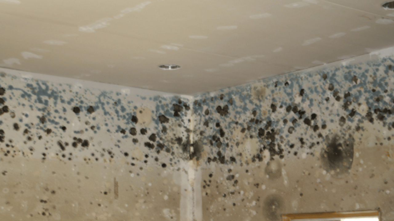 Kış aylarının kabusuna pratik çözüm! Duvarları küf ve rutubetten temizlemenin doğal yolu