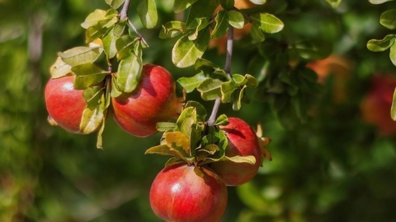 Foto - Kış aylarının şifa deposu: Kilosu tam 600 lira!