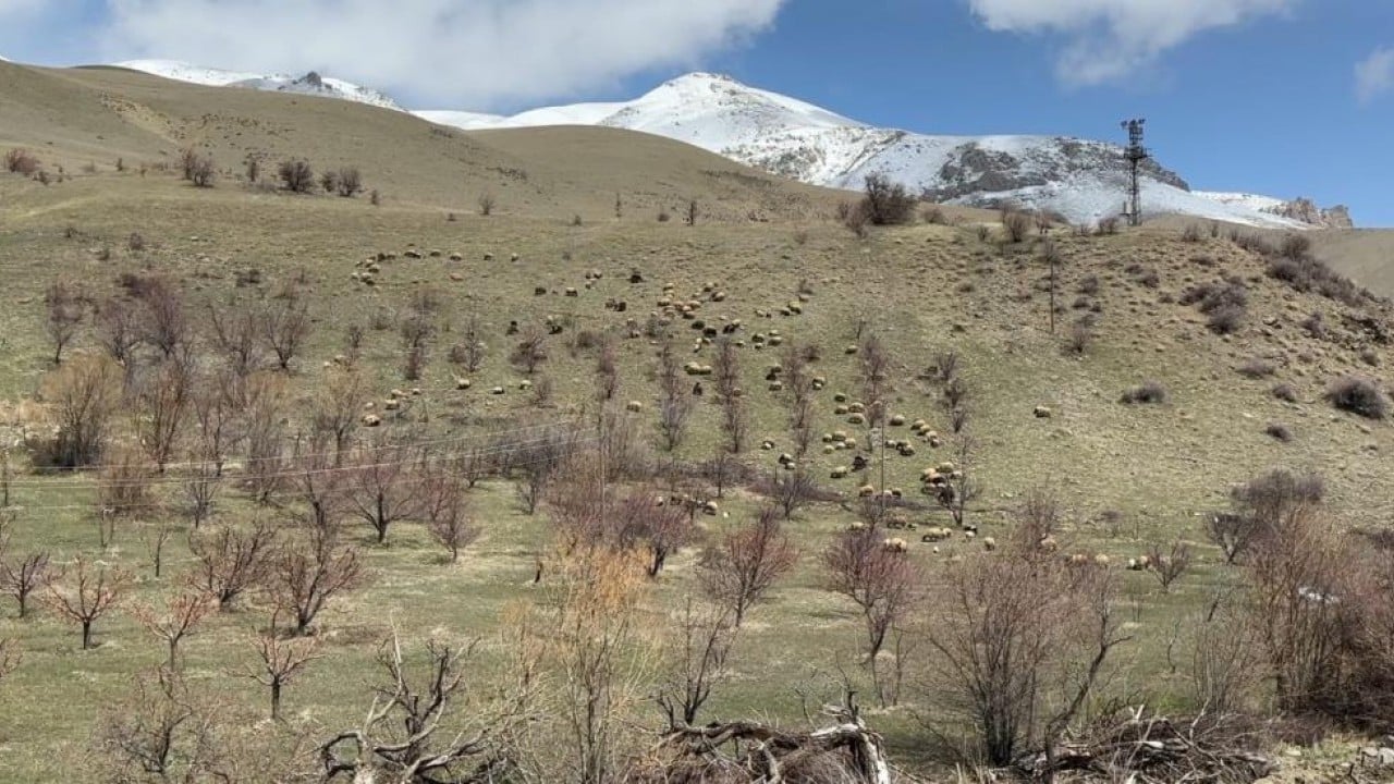 Foto - Kış bitti bahar geldi şimdi mera zamanı
