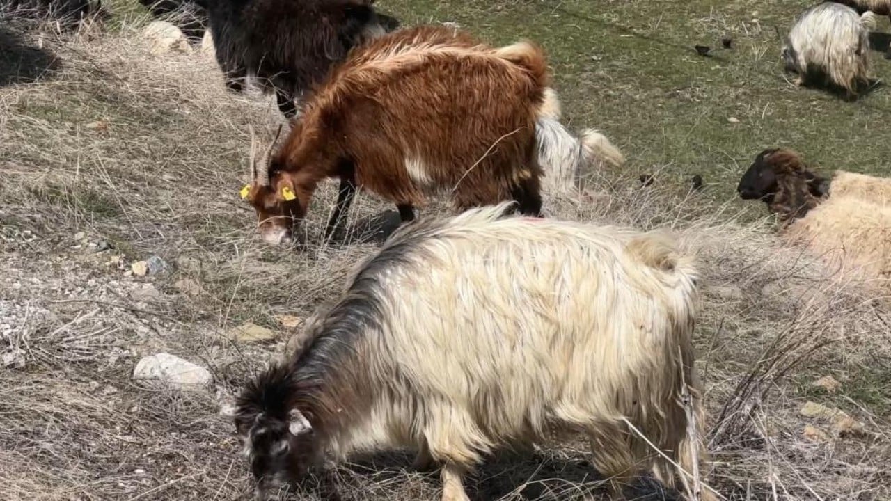 Foto - Kış bitti bahar geldi şimdi mera zamanı