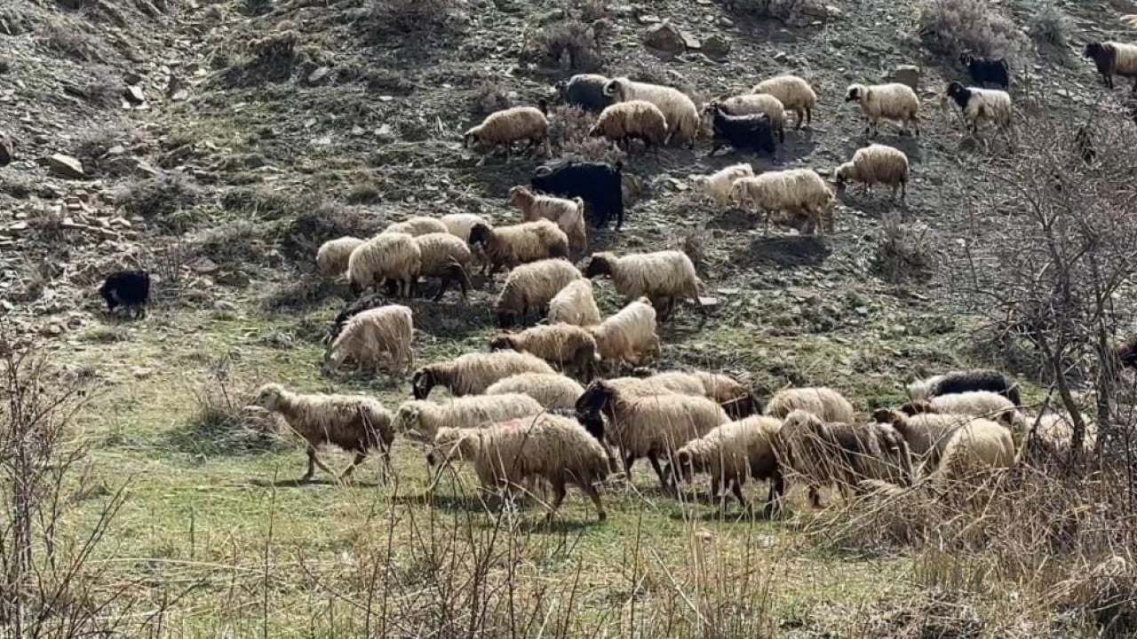 Foto - Kış bitti bahar geldi şimdi mera zamanı