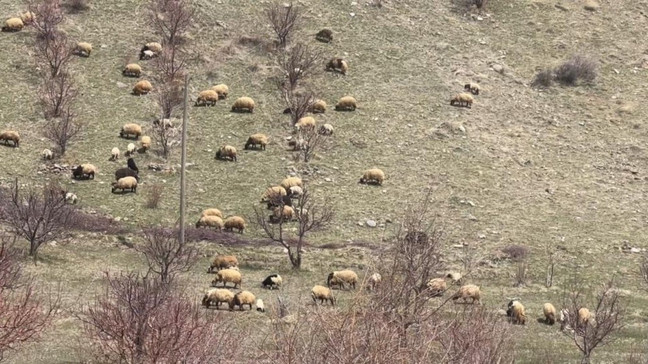Foto - Kış bitti bahar geldi şimdi mera zamanı