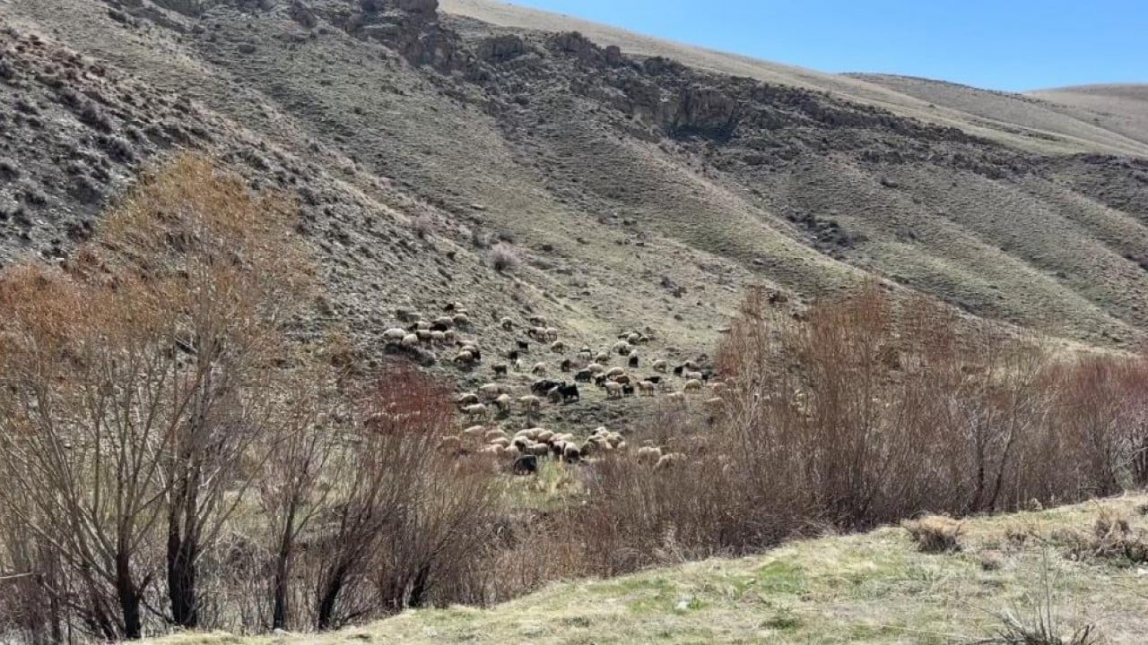Foto - Kış bitti bahar geldi şimdi mera zamanı