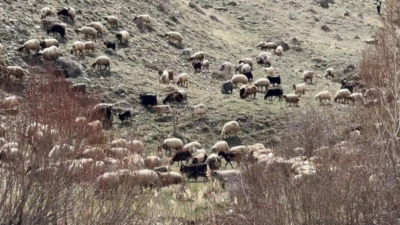 Foto - Kış bitti bahar geldi şimdi mera zamanı