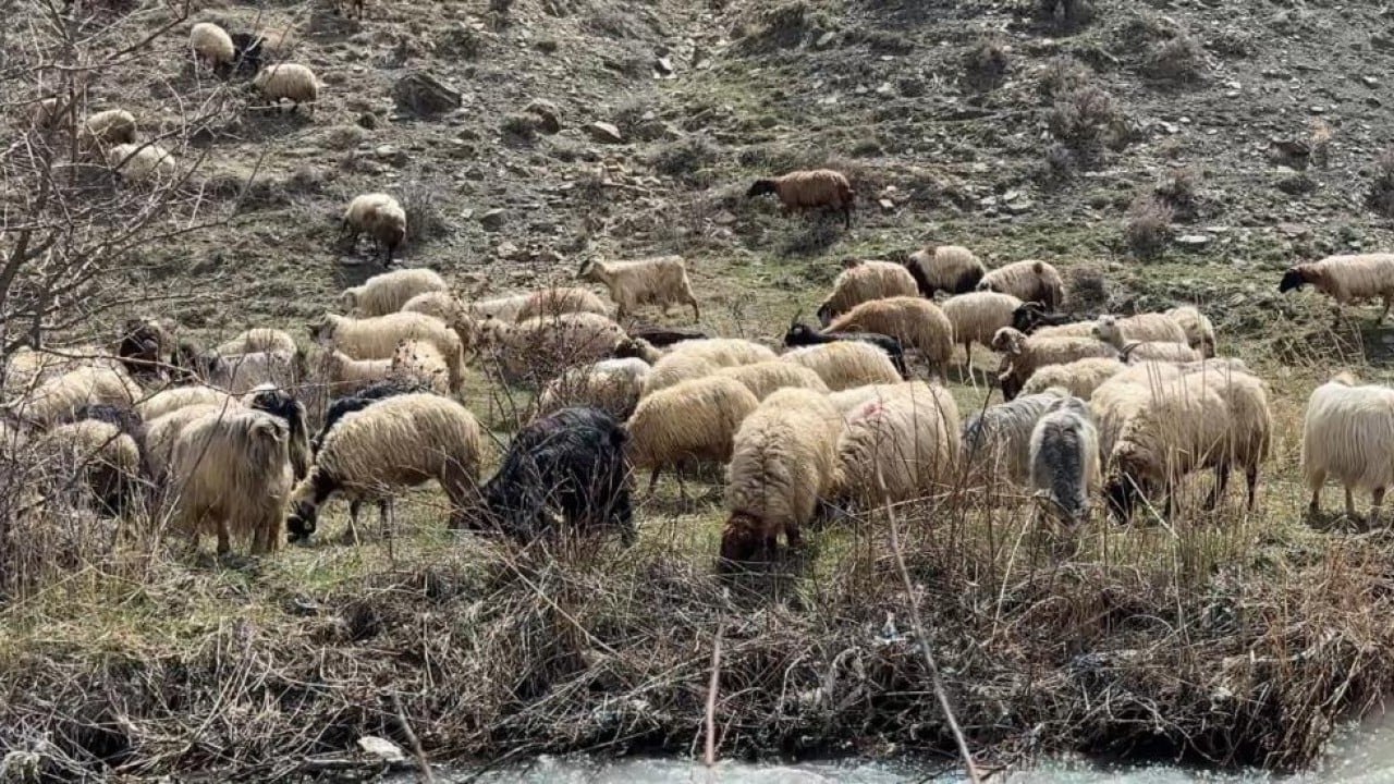 Foto - Kış bitti bahar geldi şimdi mera zamanı