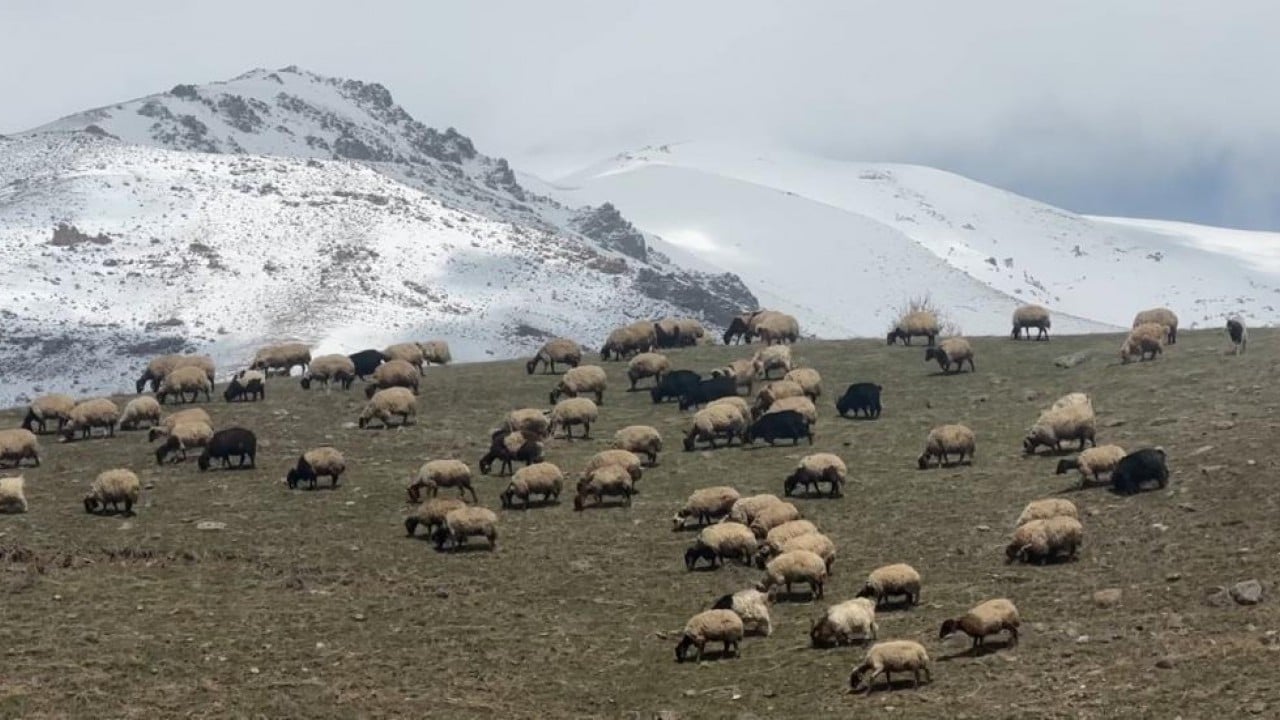 Kış bitti bahar geldi şimdi mera zamanı