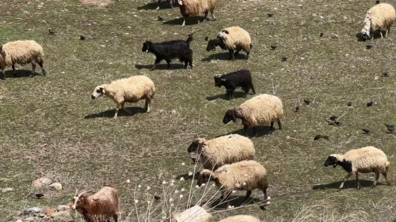 Foto - Kış bitti bahar geldi şimdi mera zamanı