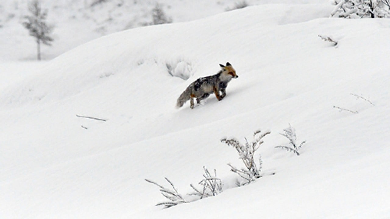 Foto - Kış bitti derken ilkbaharı karla karşıladılar