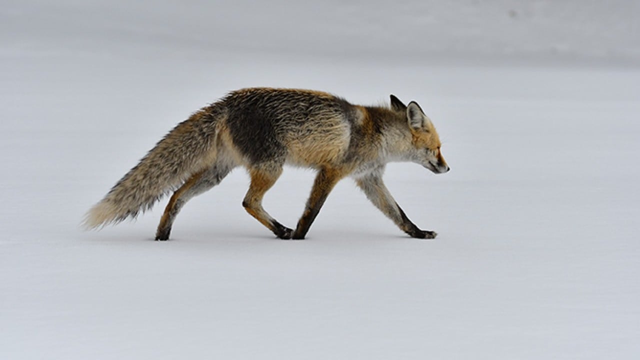 Foto - Kış bitti derken ilkbaharı karla karşıladılar