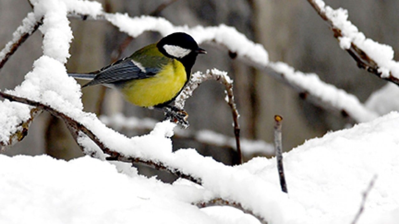 Kış bitti derken ilkbaharı karla karşıladılar