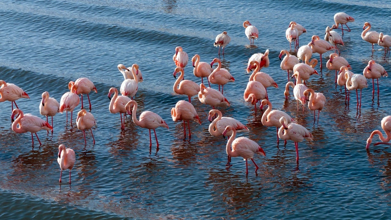 Foto - Kış geldi ama göç etmediler! Flamingolar Van Gölü'nden ayrılmak istemiyor