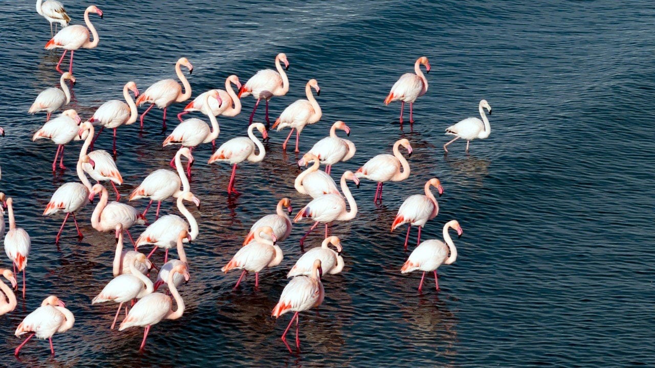Foto - Kış geldi ama göç etmediler! Flamingolar Van Gölü'nden ayrılmak istemiyor