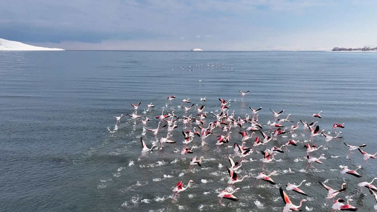Foto - Kış geldi ama göç etmediler! Flamingolar Van Gölü'nden ayrılmak istemiyor