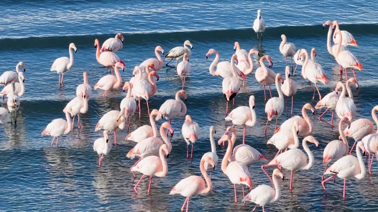 Kış geldi ama göç etmediler! Flamingolar Van Gölü'nden ayrılmak istemiyor