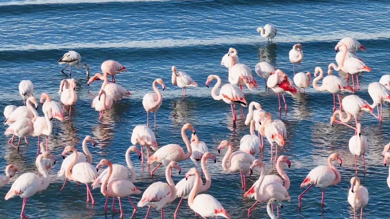 Foto - Kış geldi ama göç etmediler! Flamingolar Van Gölü'nden ayrılmak istemiyor