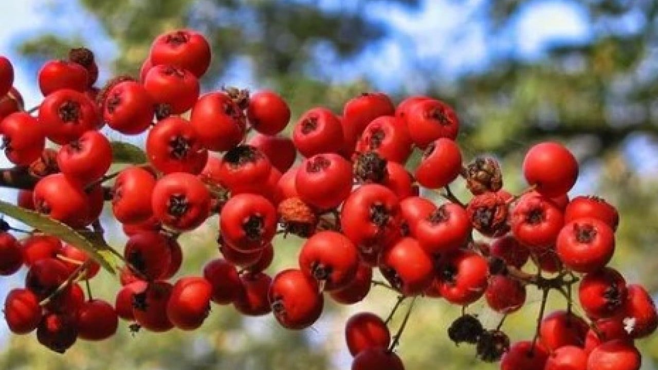 Foto - Kışın habercisi o meyve tezgahlarda! Yüksek rakımlı dağlarda yetişiyor