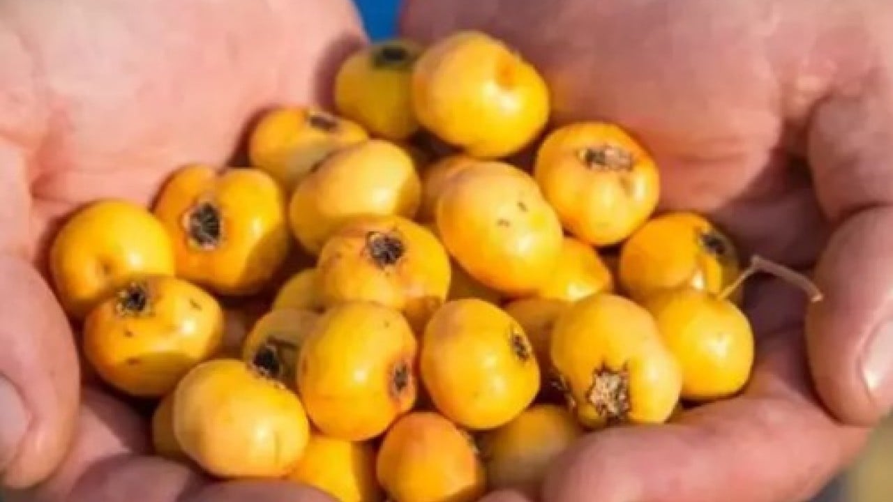 Foto - Kışın habercisi o meyve tezgahlarda! Yüksek rakımlı dağlarda yetişiyor