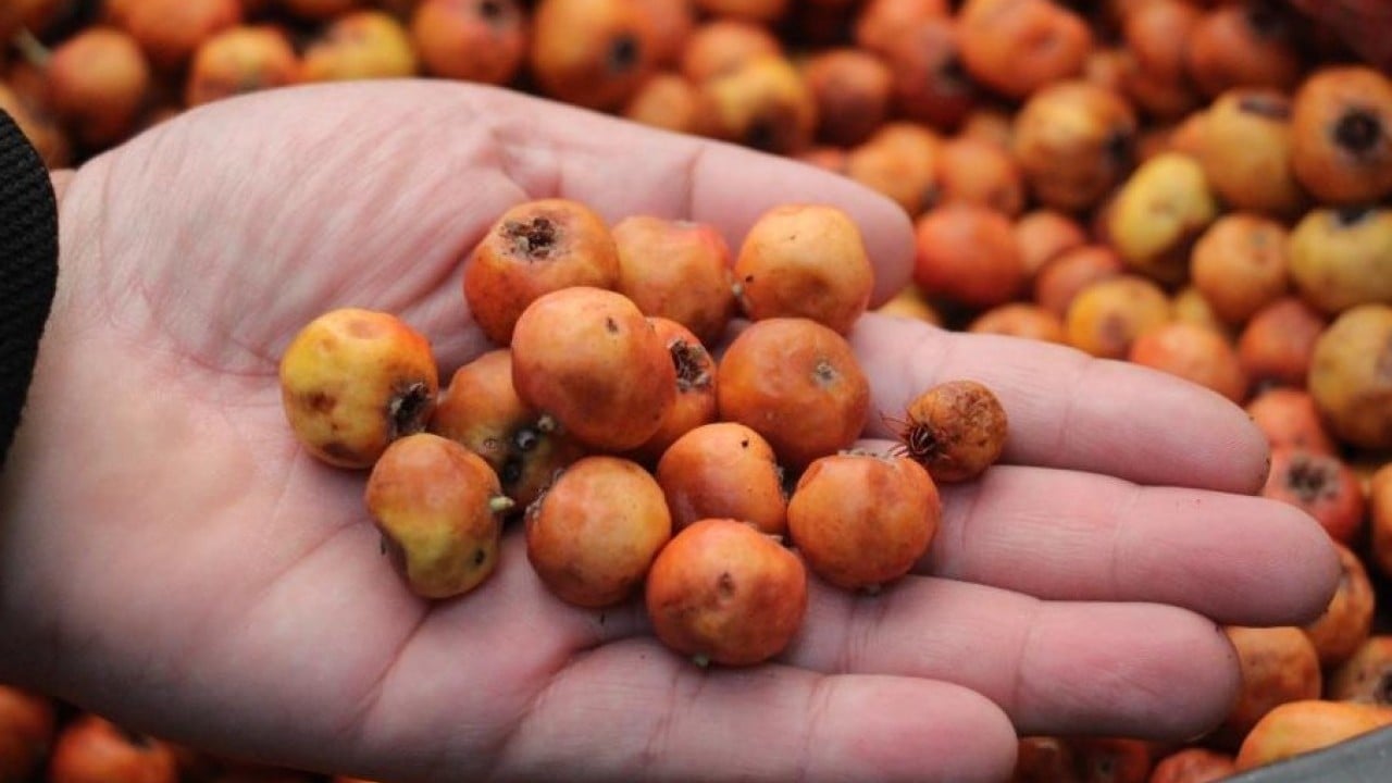 Kışın habercisi o meyve tezgahlarda! Yüksek rakımlı dağlarda yetişiyor