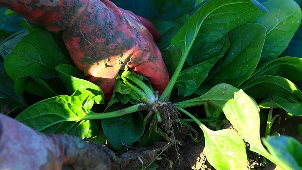 Foto - Kışın ıspanak tüketmeyen pişman olur: Faydaları uzman isimleri şaşırtıyor! Kanser tedavisinde kilit rol oynayabilir