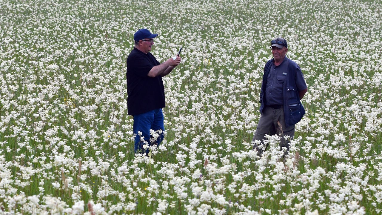 Foto - Kışın kar, yazın çiçek beyazı! Sarıkamış kır melikeleriyle kaplandı
