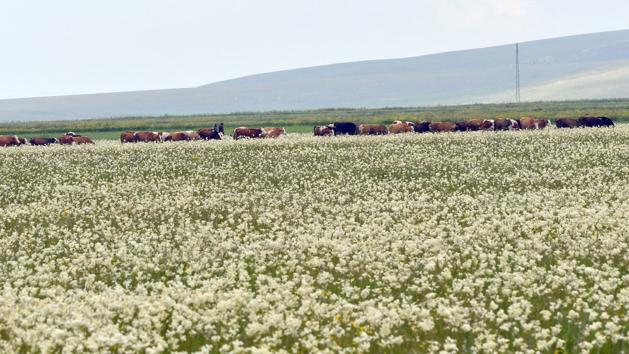 Foto - Kışın kar, yazın çiçek beyazı! Sarıkamış kır melikeleriyle kaplandı