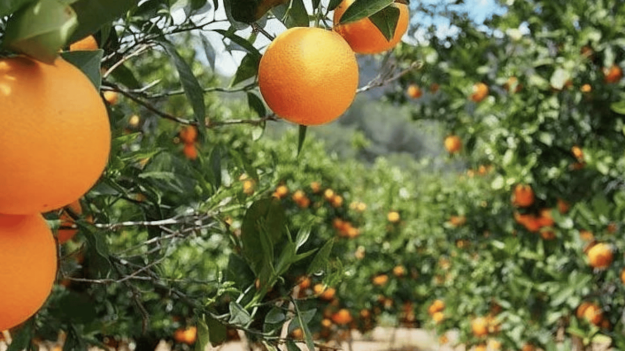 Foto - Kışın vazgeçilmezi portakalın sırrı zamanında gizli: En fazla C vitamini için bu vakitte...
