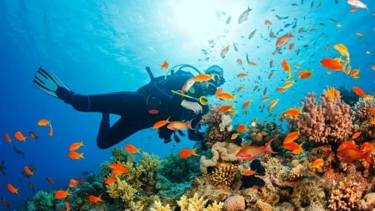 Foto - Kısıtlı alanlar dalışa açıldı Dalış turizmine sevindirici haber Ayvalık’tan geldi