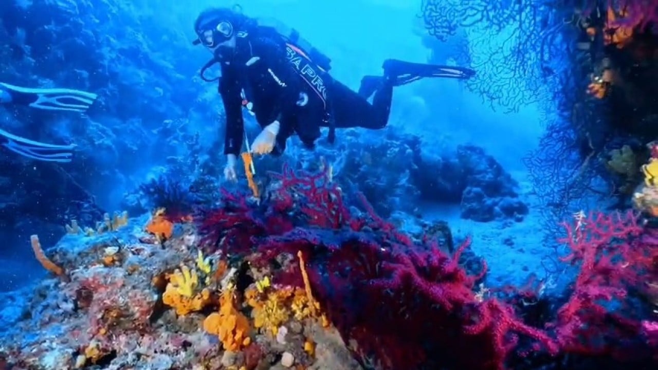 Foto - Kısıtlı alanlar dalışa açıldı Dalış turizmine sevindirici haber Ayvalık’tan geldi