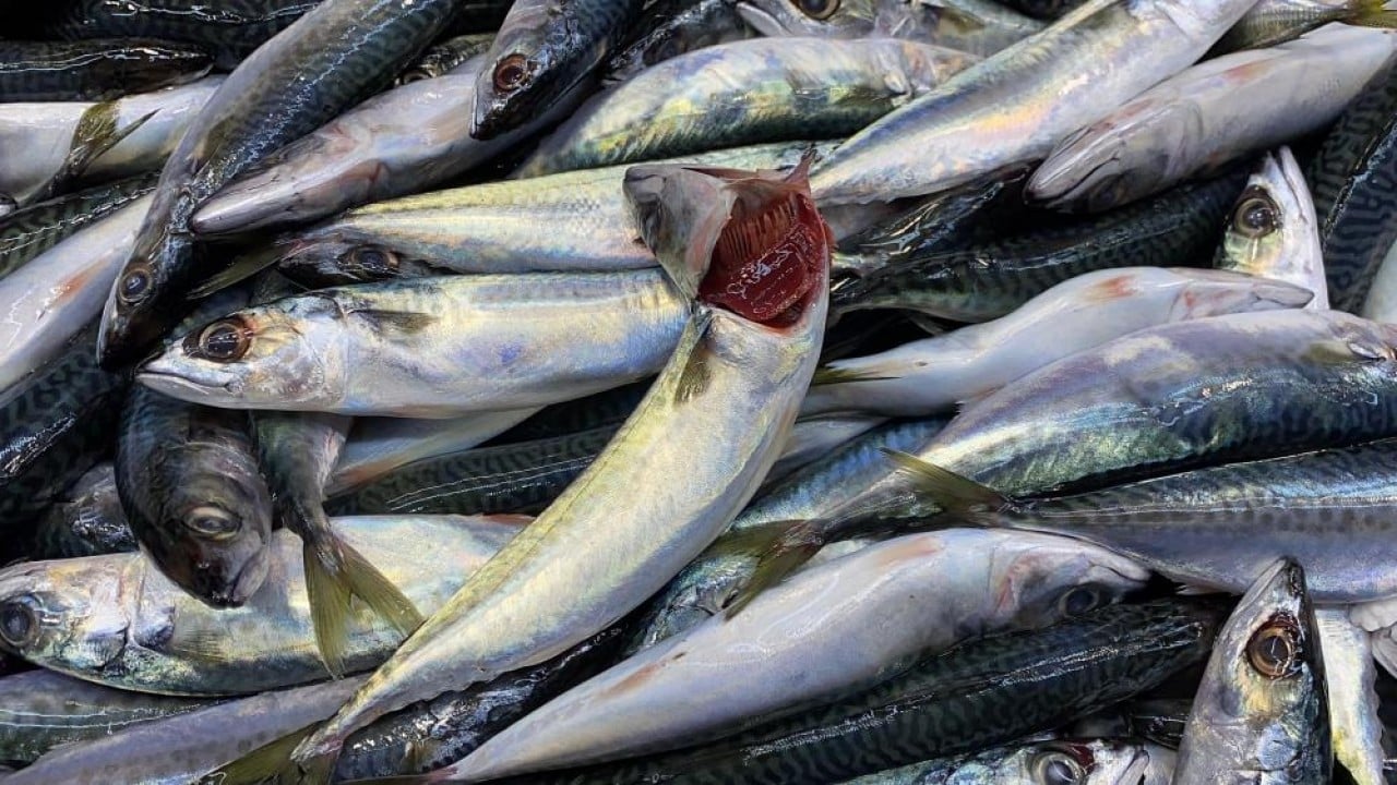 Foto - Kıvrıksa patlak değilse tazedir