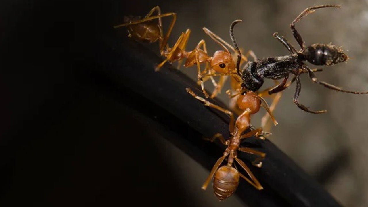 Foto - Kıyaya yanaşan gemiden kaçtılar bütün adayı felakete sürüklediler