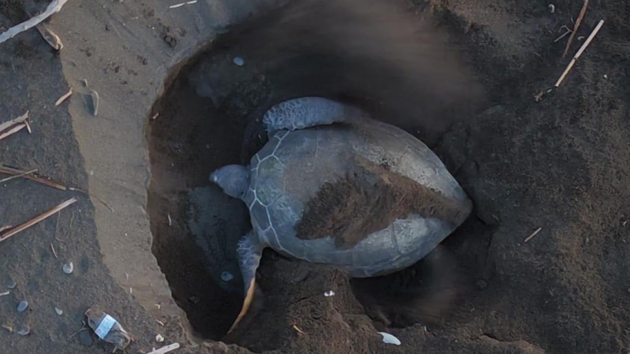 Foto - Kıyıya batık tekne vurdu! Caretta cerattaların yuvalama alanı tehlike altında