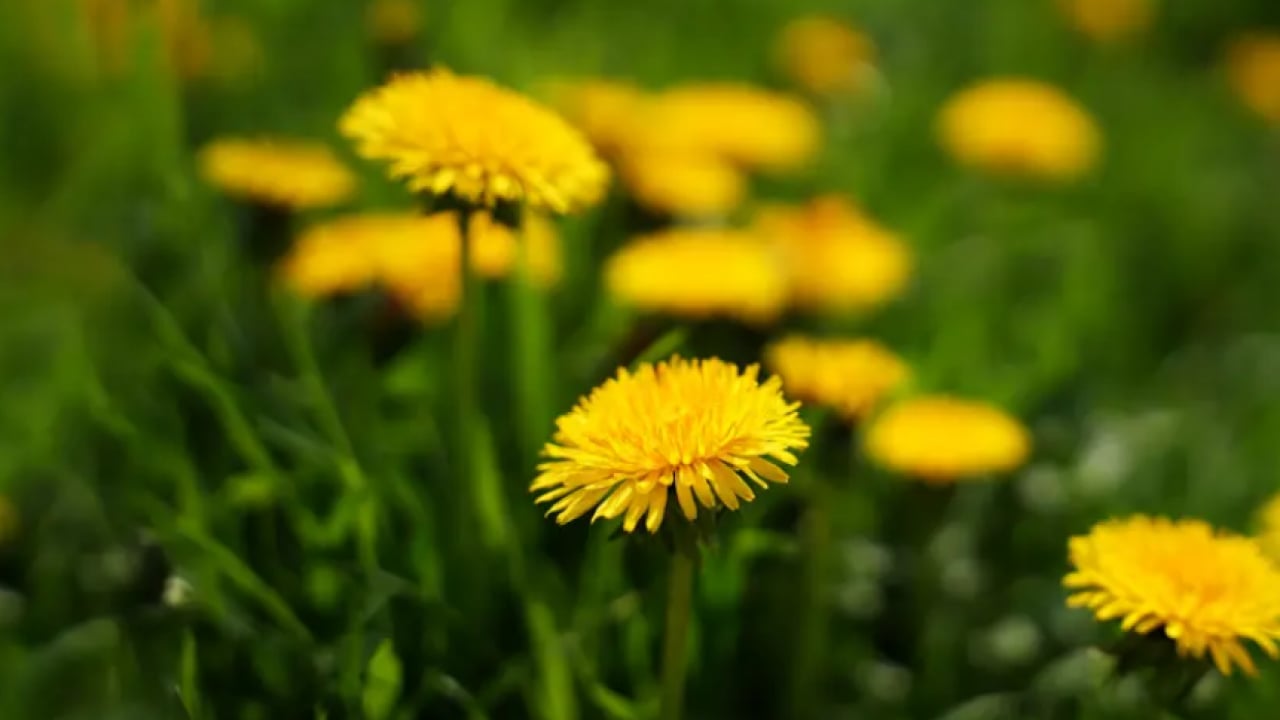 Foto - Kıymeti bilinmeyen mucize! Yol kenarında yetişiyor, sağlığa katkısı saymakla bitmiyor