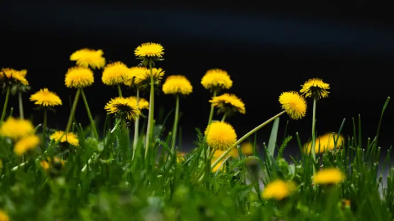 Foto - Kıymeti bilinmeyen mucize! Yol kenarında yetişiyor, sağlığa katkısı saymakla bitmiyor