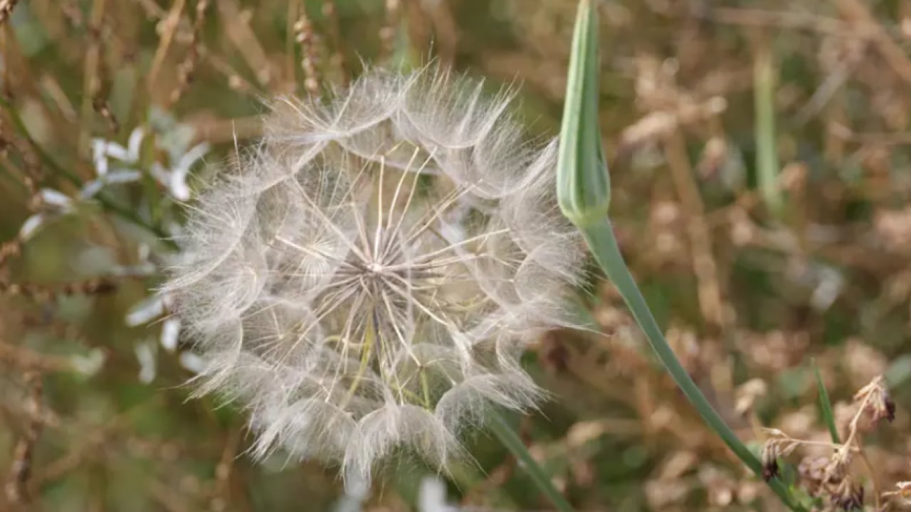 Foto - Kıymeti bilinmeyen mucize! Yol kenarında yetişiyor, sağlığa katkısı saymakla bitmiyor